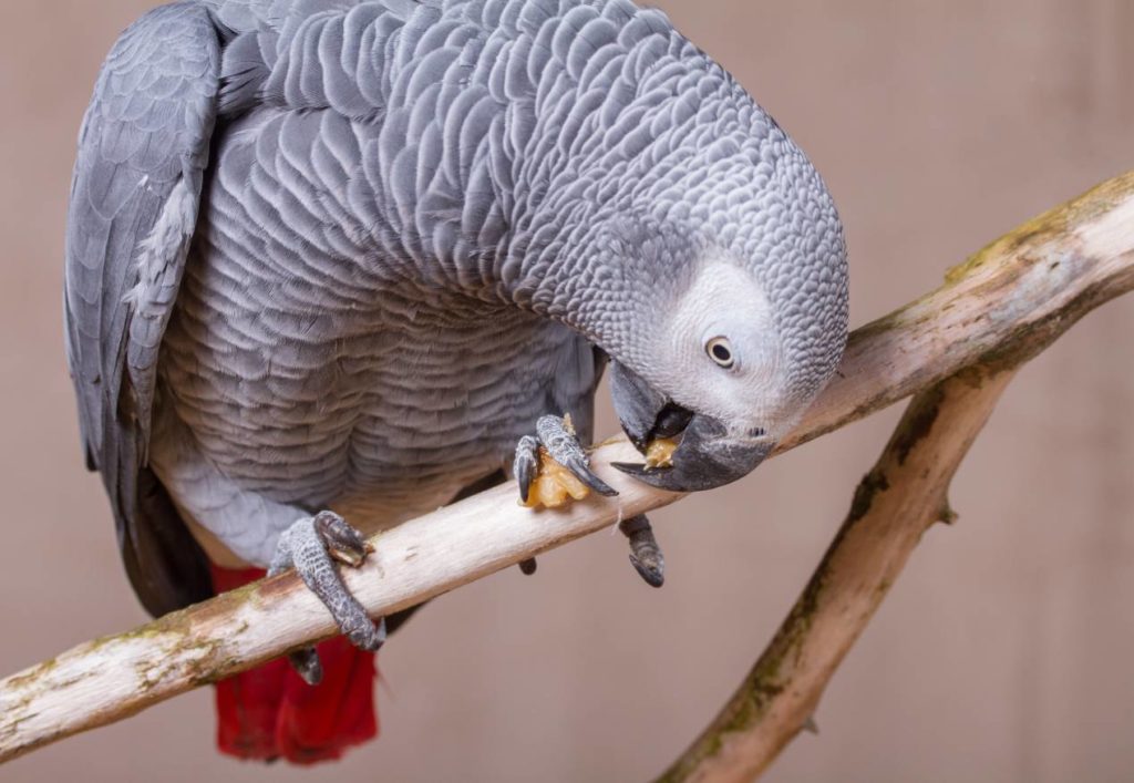 African Grey Parrots Eat Walnut