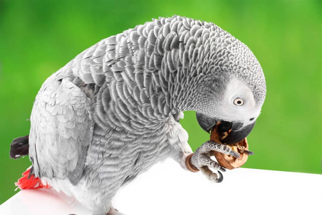 African Grey Parrots Eat Walnuts side view