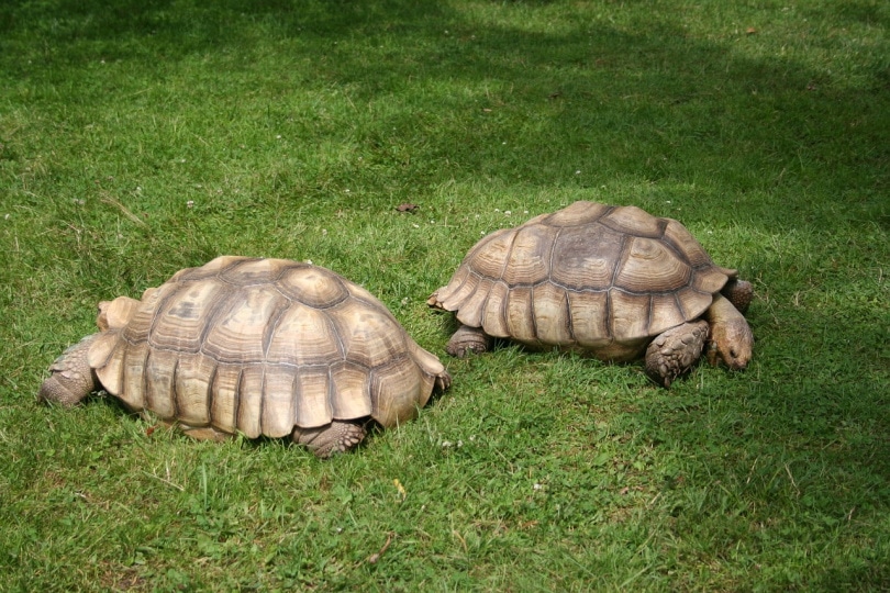 African spurred tortoises in the grass