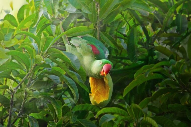 Alexandrine Parakeet (Psittacula eupatria) eating mango