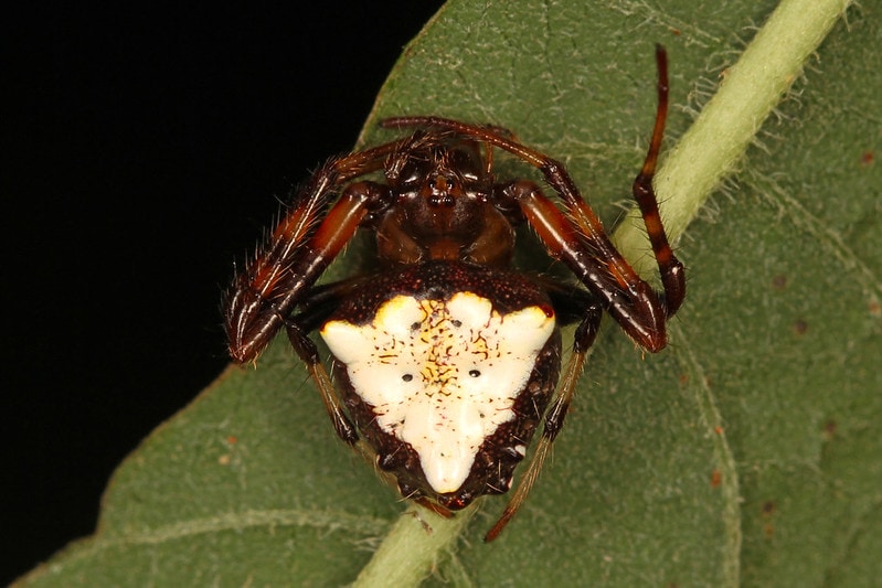 Arachtober 14 - Arrowhead Spider - Verrucosa arenata, Merrimac Farm Wildlife Management Area, Aden, VIrginia