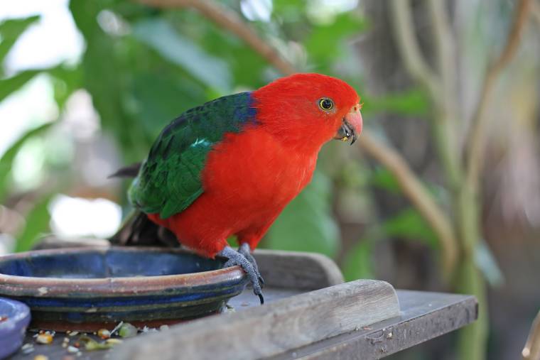 Australian King Parrot eating_Joyce Mar_Shutterstock