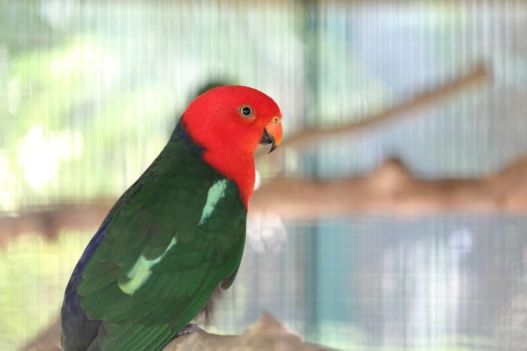 Australian King Parrot side view