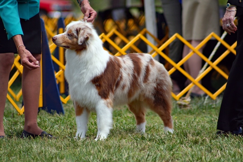 Australian Shepherd at a Dog Show