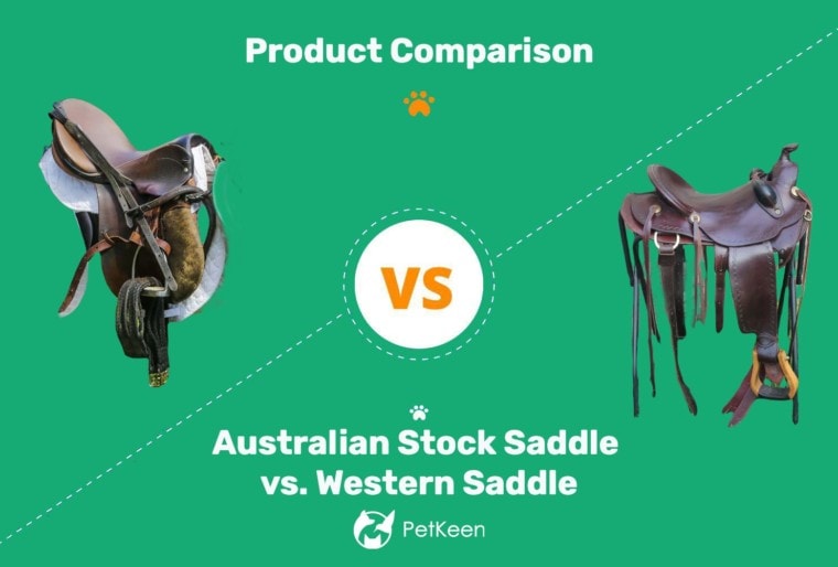 Australian Stock Saddle vs. Western Saddle