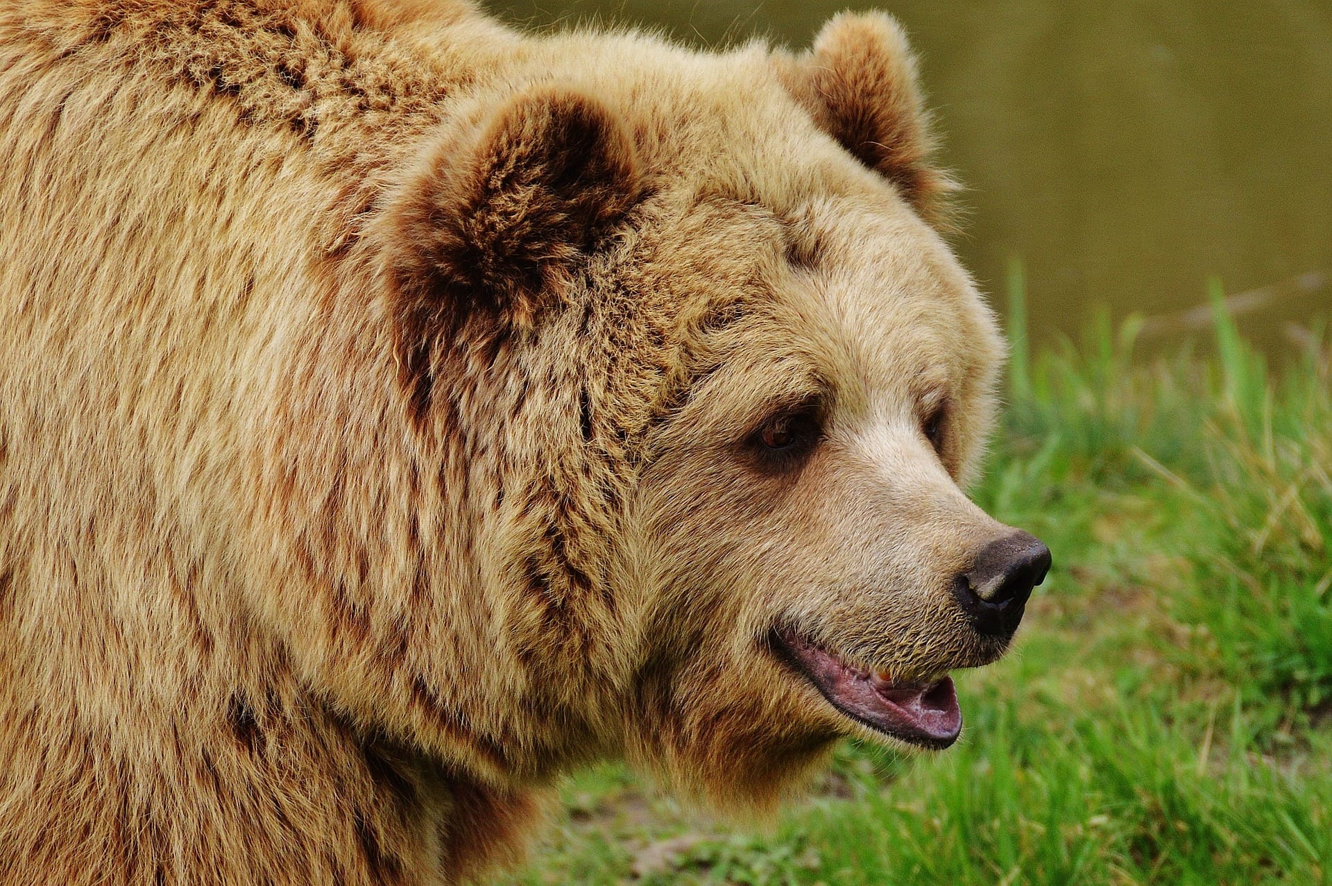 Do Bears Make Good Pets? Everything You Need to Know Pet Keen