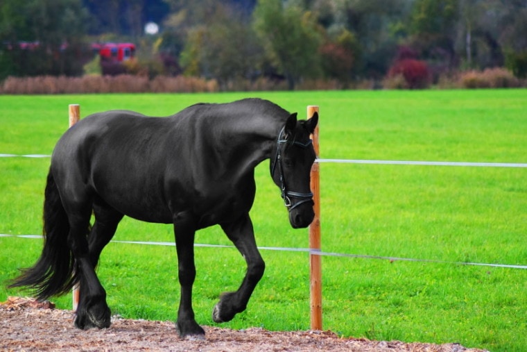 Black horse walking by a fence