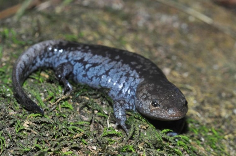 Blue Spotted Salamander front view_Mike Wilhelm_Shutterstock