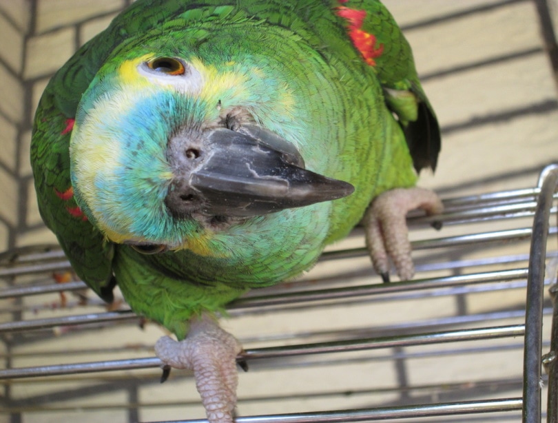 Blue-fronted Amazon parrot in a cage