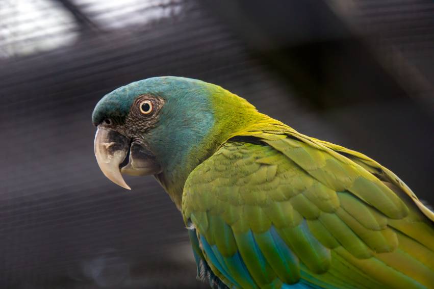 Blue headed Macaw side view_Danny Ye_Shutterstock