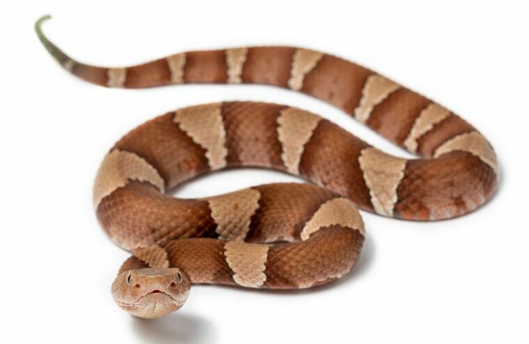 Broad-Banded Copperhead, Agkistrodon contortrix laticinctus isolated on a white background
