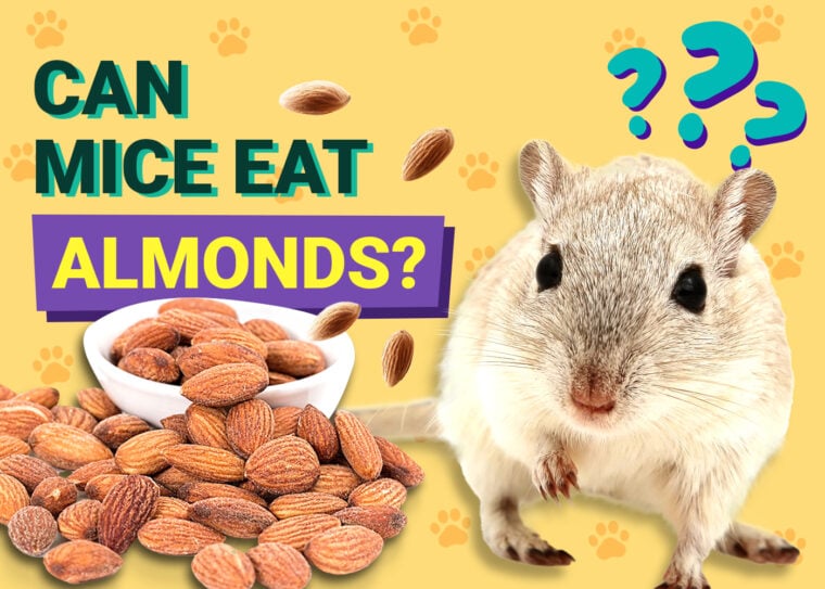 Can_Mice_Eat_Almonds-1_PetKeen