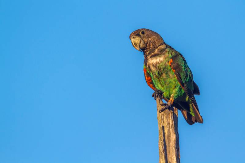 Cape Parrot in Kruger National park
