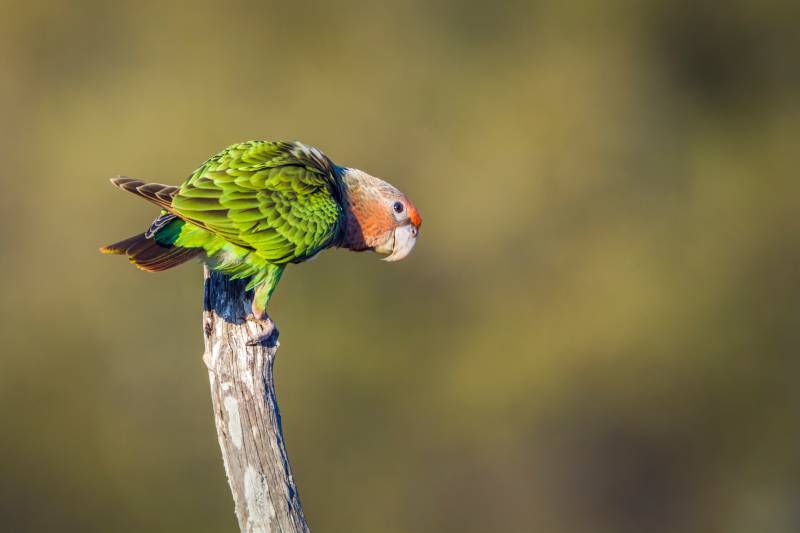 Cape Parrot in Kruger National park