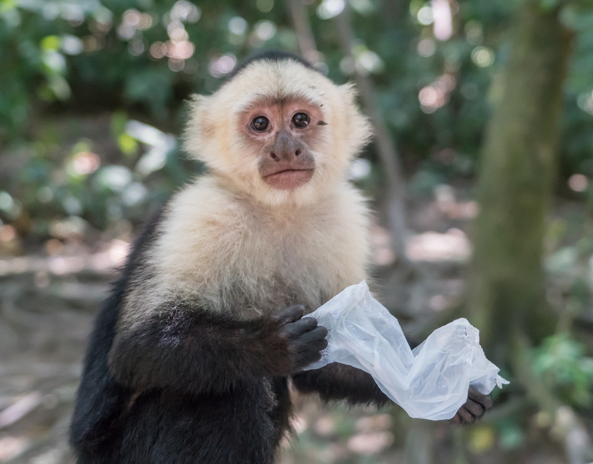 Capuchin Monkey Front View Pixabay 