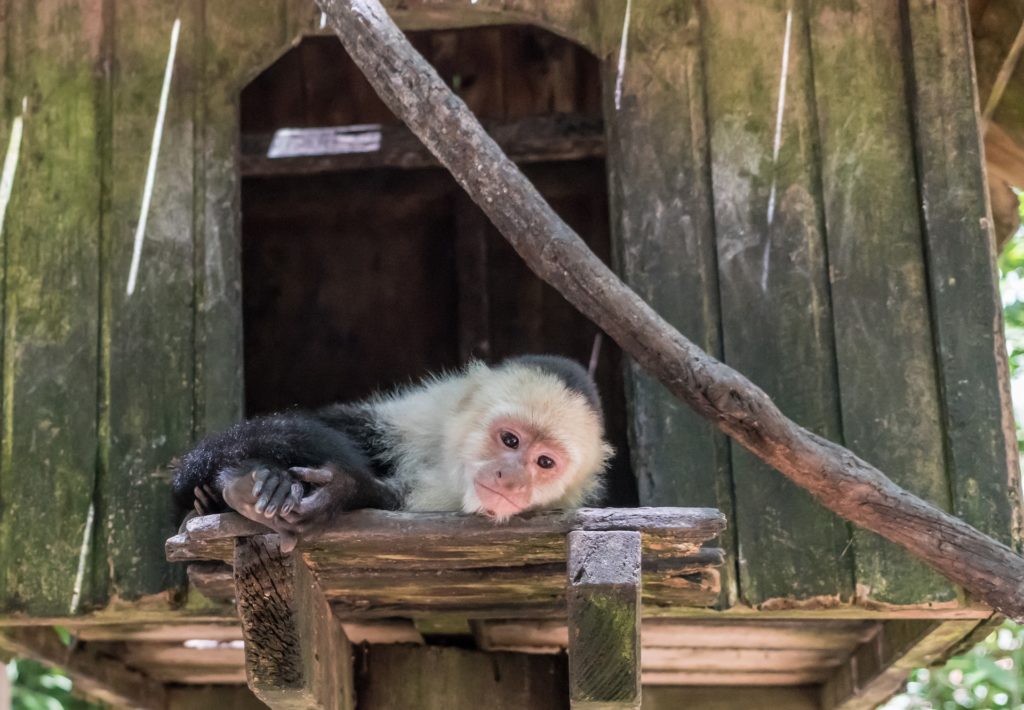 Do Capuchin Monkeys Make Good Pets What You Need To Know Pet Keen
