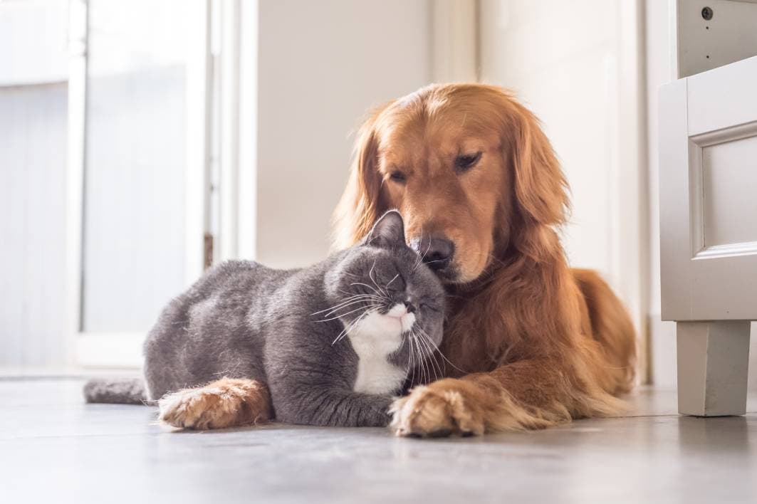 Cat and Dog_Chendongshan_Shutterstock