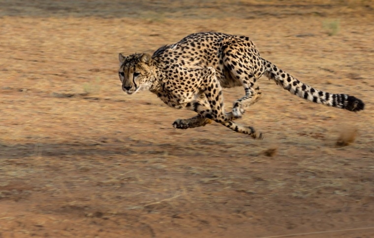 Cheetah running fast