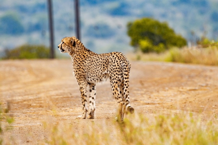 Cheetah standing on the dirt road