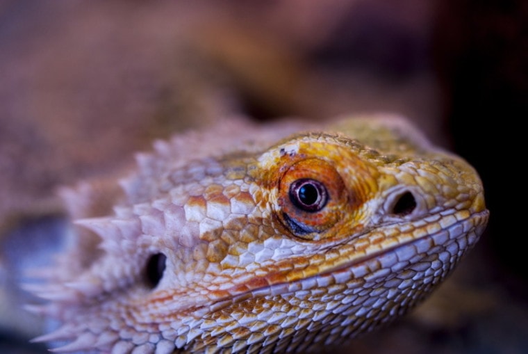 Chinese Dragon Agama up close