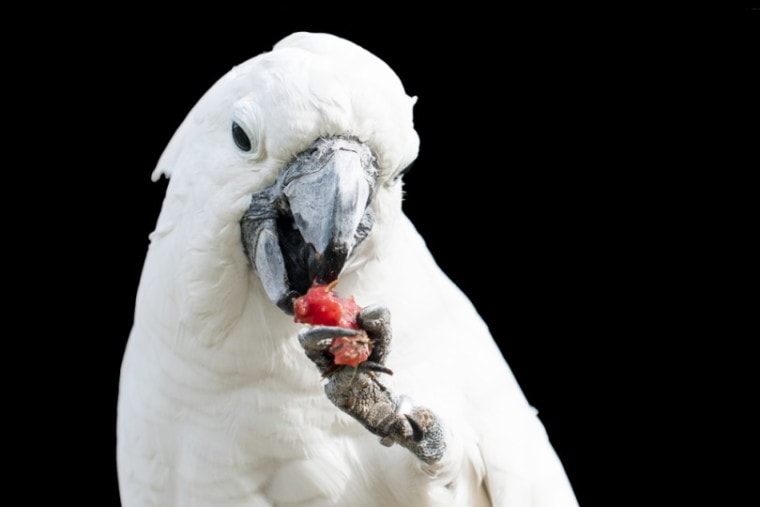 Cockatiel eating strawberry
