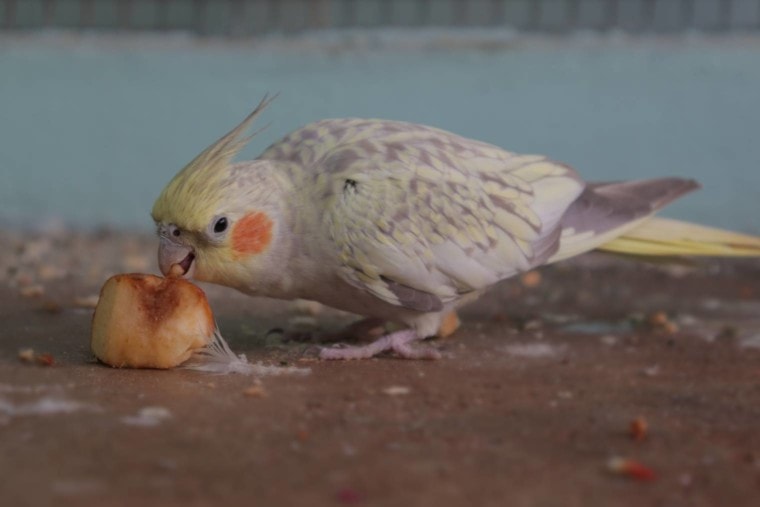Cockatiels-Eat-Peaches_Barbara-Rost_Shutterstock