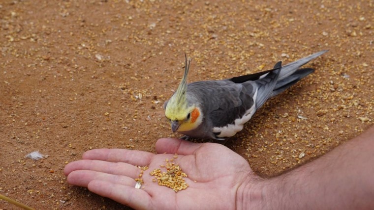 Cockatiels Eat Rice from a mans hand