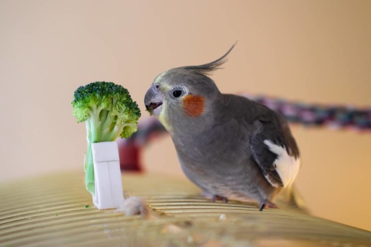 Cockatiels eating broccoli