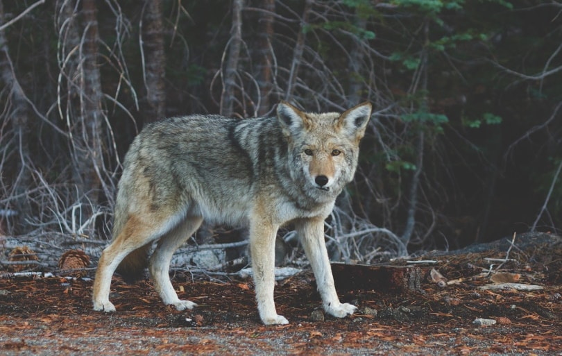 coyote en el bosque