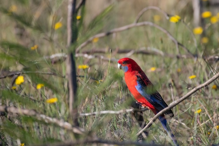 Crimson Rosella on the branch of the tree_Pixabay