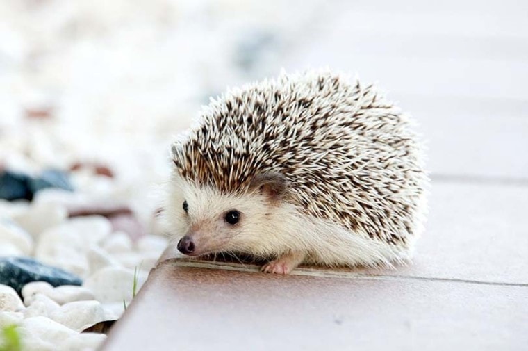 Where to Buy a Hedgehog Pet in US, UK & Canada (2023 Breeder Overview &  Tips) | Pet Keen