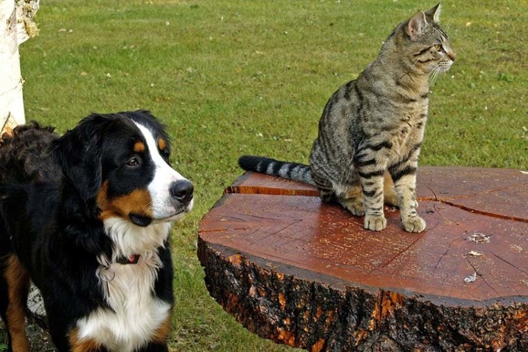 Dog Beside Cat