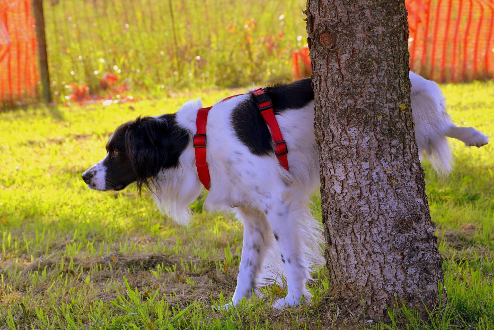 Why Do Dogs Pee on Trees? And How To Stop Them! | Pet Keen