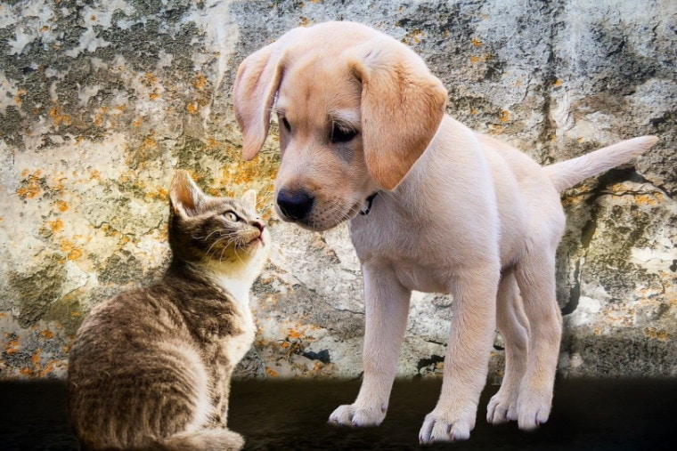 Dog and kitten smelling each other
