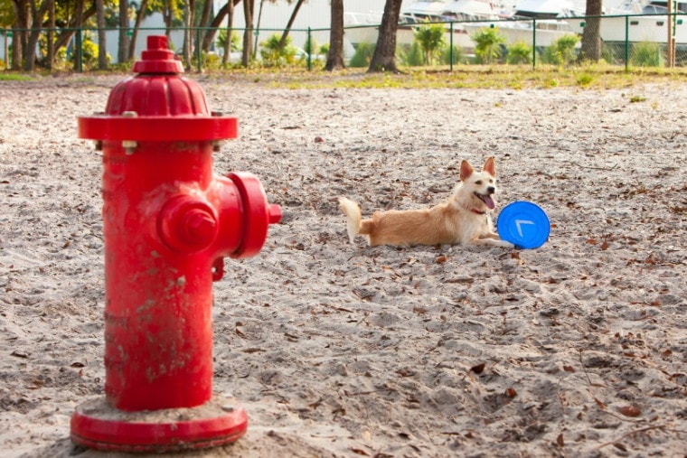 Dog near fire hydrant