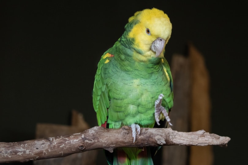 Double yellow headed amazon parrot