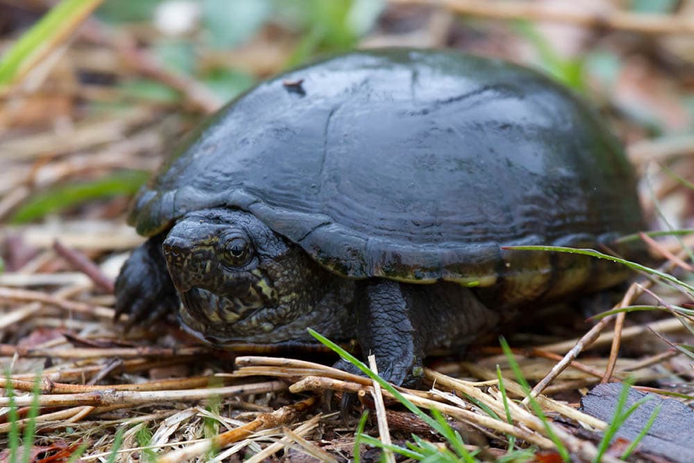 Turtle Facts You Never Knew (2023) Eastern Mud Turtle