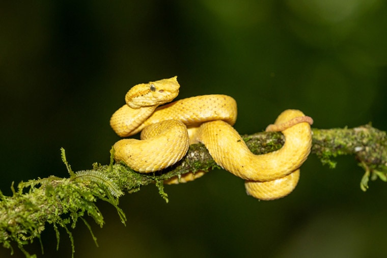 Eyelash Pit Viper coiled in a tree and vine