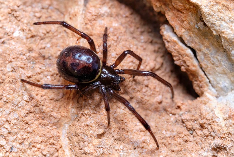 False Black Widow Spider