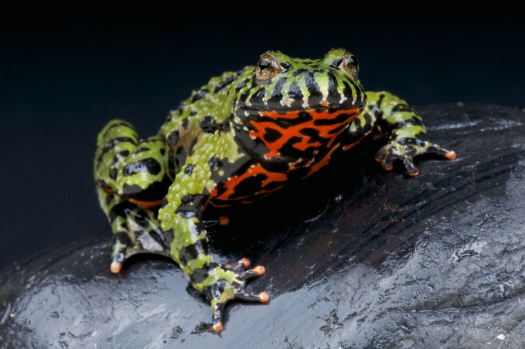 Fire-bellied toad on a big rock