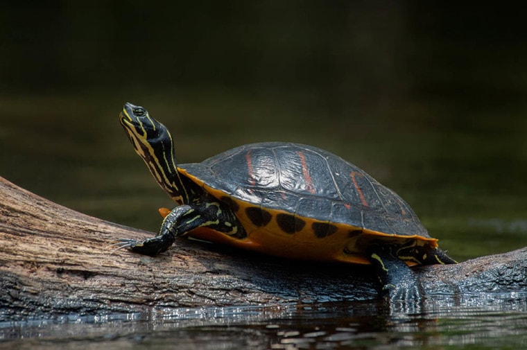 Florida red-bellied cooter basking