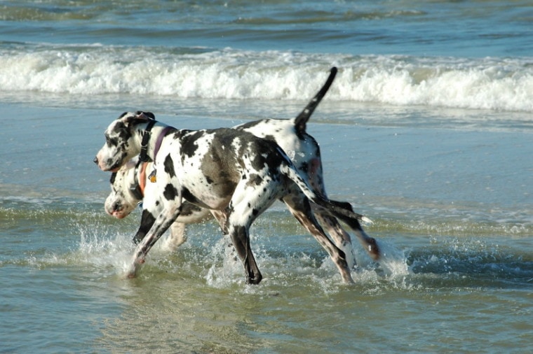 Great Danes by the sea