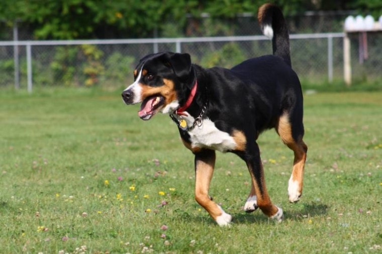 Greater Swiss Mountain Dog running_Nick Chase 68_Shutterstock