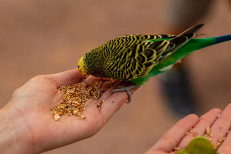 Green Budgerigar eating seeds_Alexander Glenn_Shutterstock