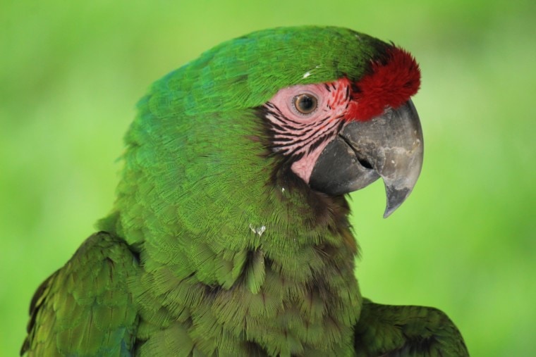Green Macaw close up