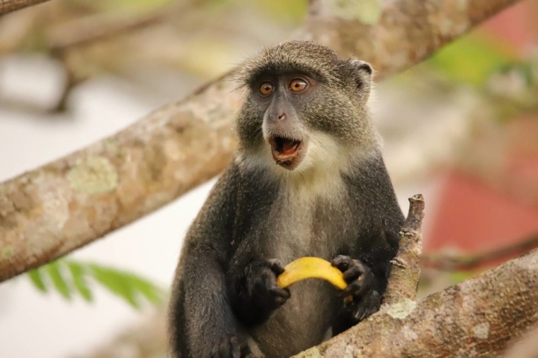 Guenon Monkey side view_Tourpics net_Shutterstock