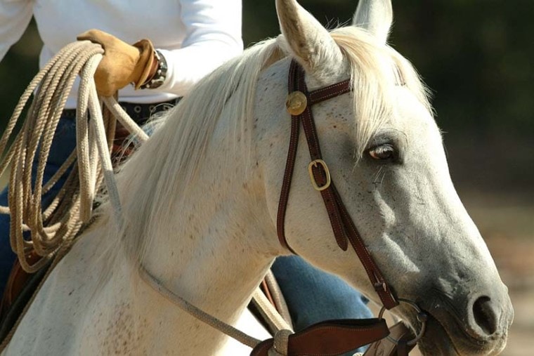 Horse Closeup