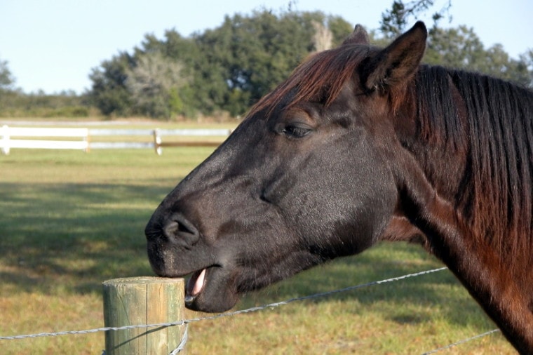 Horse biting fence post