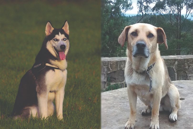 can you raise a lab and husky together
