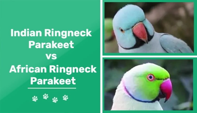 Indian vs African Ringneck Parakeet